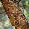 Datel zlatoocasy - Campethera abingoni - Golden-tailed Woodpecker o6026